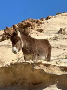 Höhepunkte Jordaniens
