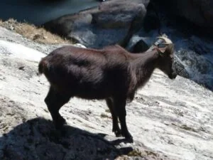 Everest Base Camp Trekking