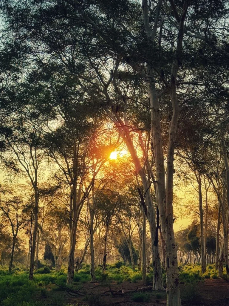 Pafuri Camp, Südafrika