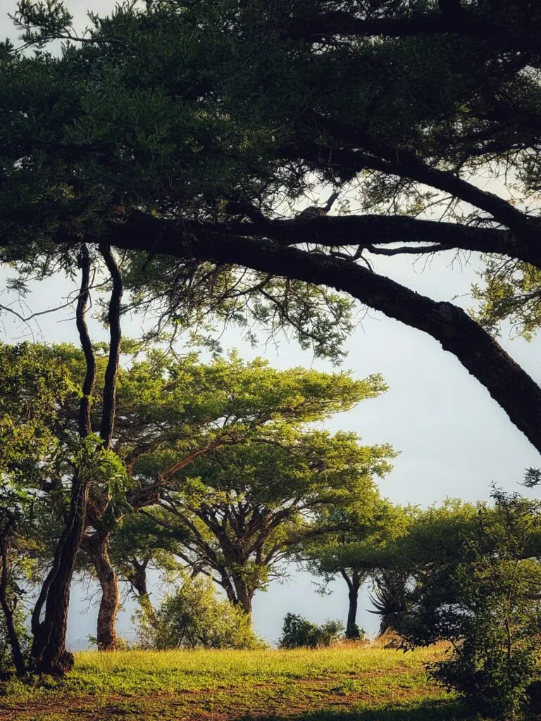 Three Tree Hill Lodge, Südafrika