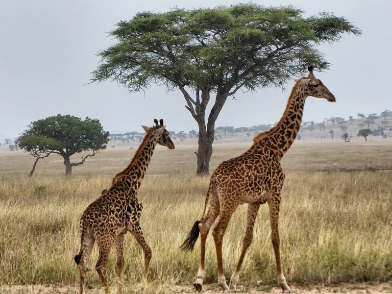 Serengeti Nationalpark, Tansania