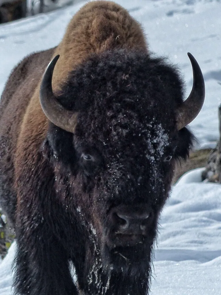 Yellowstone im Winter
